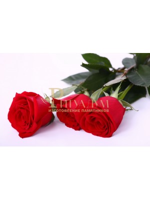 Роза красная 70см — ritualum.ru